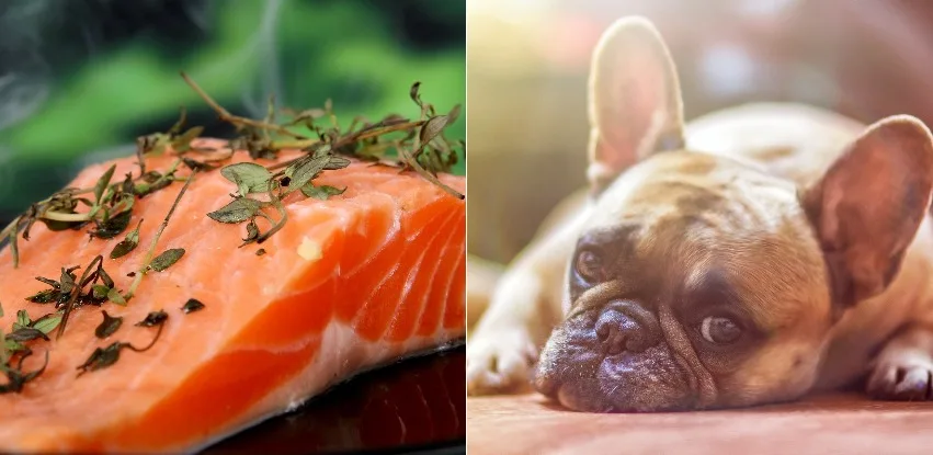 can dogs eat salmon