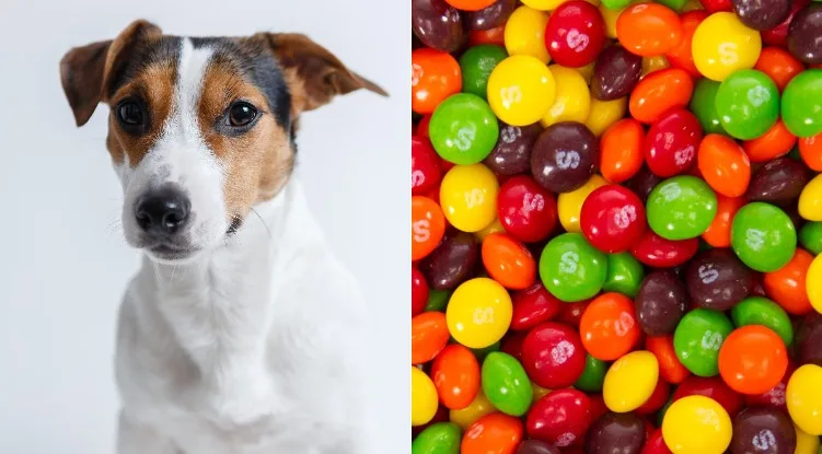 can dogs eat skittles