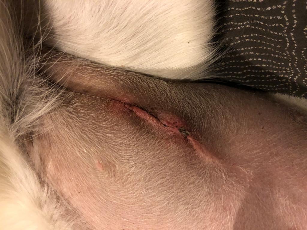 Dog Spay Incision Lump What It Is And What To Do The Goldens Club