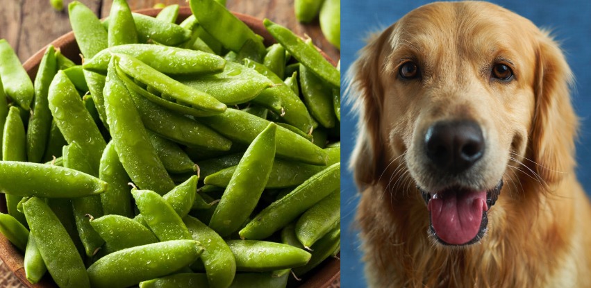 Can dogs eat sugar snap peas?