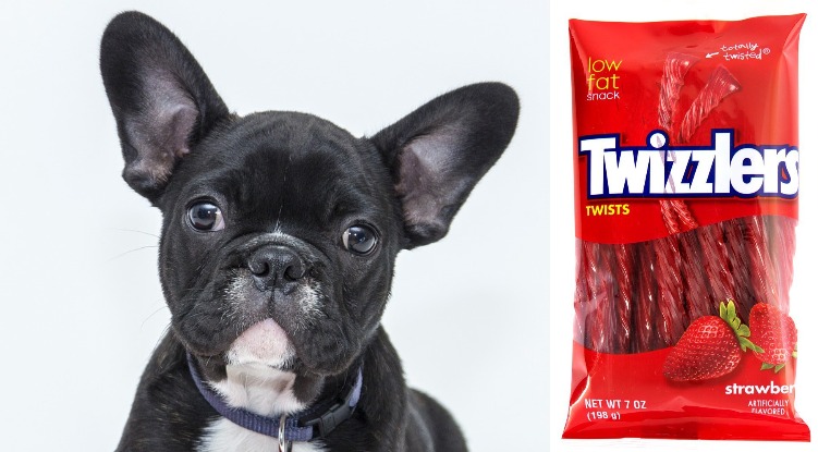Can dogs eat Twizzlers or are they toxic?