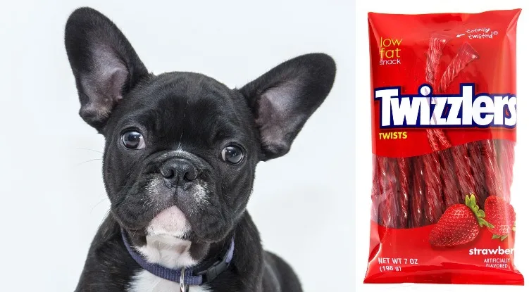 is licorice candy bad for dogs