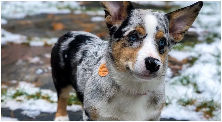 An adorable crossdog standing in the snow