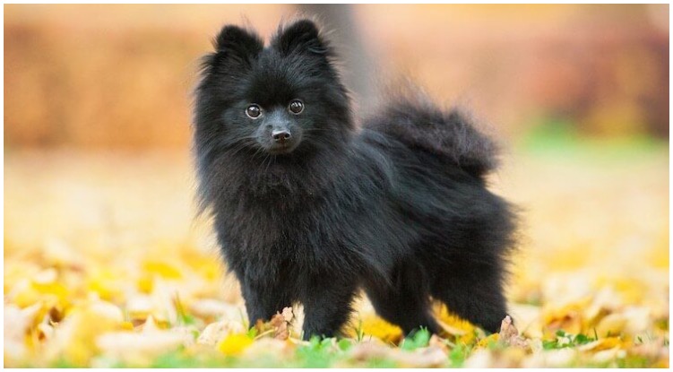 The most adorable Black Pomeranian standing in a field of autumn leafs