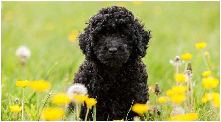 A black poodle dog sitting In a field of flowers
