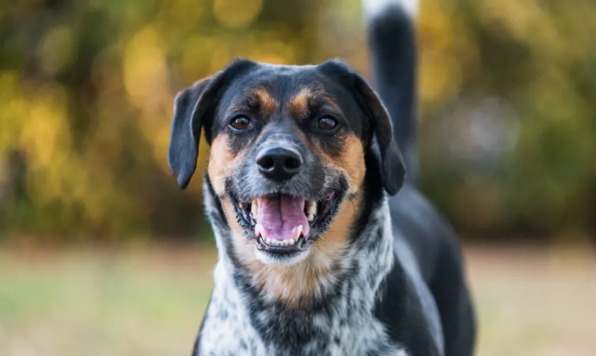 Blue Tick Beagle