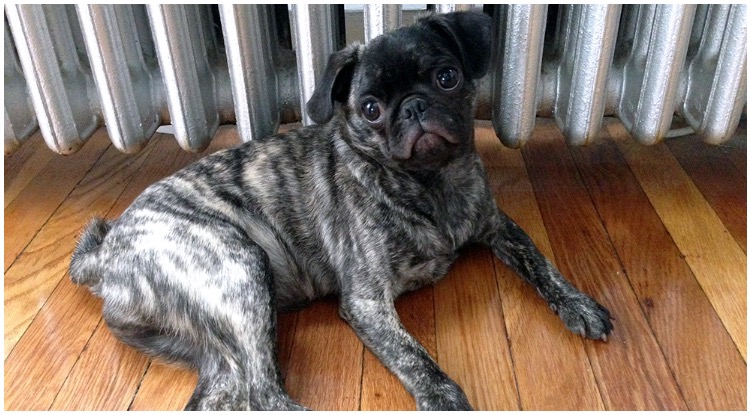 The cutest Brindle Pug dog sitting on a hardwood floor