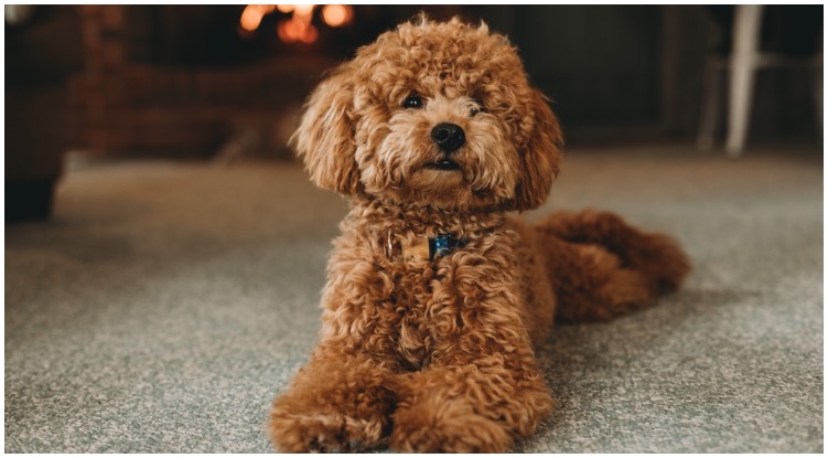 Brown Poodle: The Real Life Teddy Bear