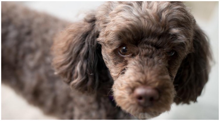 A cute poodle dog looking at the camera