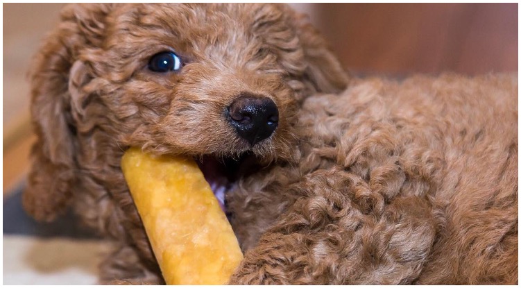 Dog eating a piece of cheese while his worried owner wonders can dogs eat Parmesan cheese