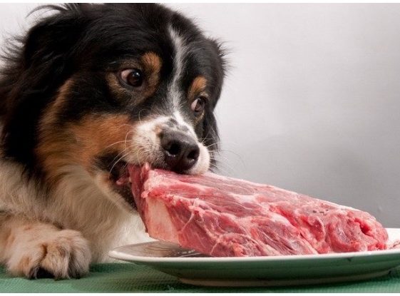 How Long Does A Dog In Heat Bleed Golden Retriever Club