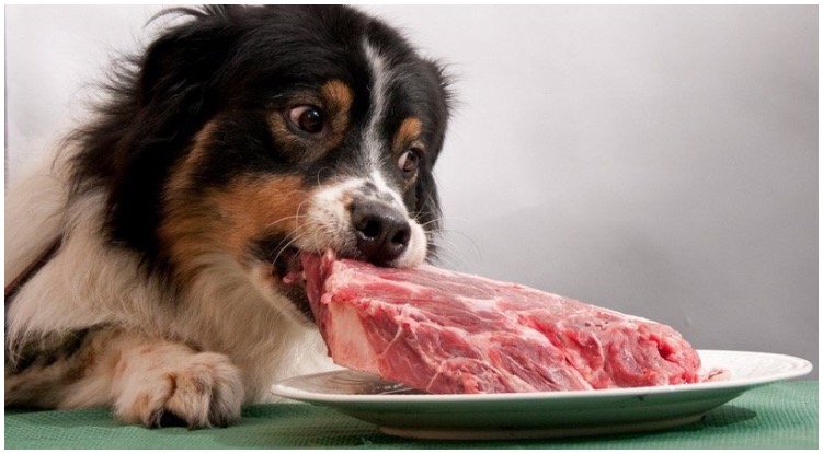 Can Dogs Eat Cooked Pork?