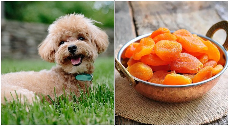Adorable dog next to a bowl of apricots while his owner wonders can dogs eat dried apricots