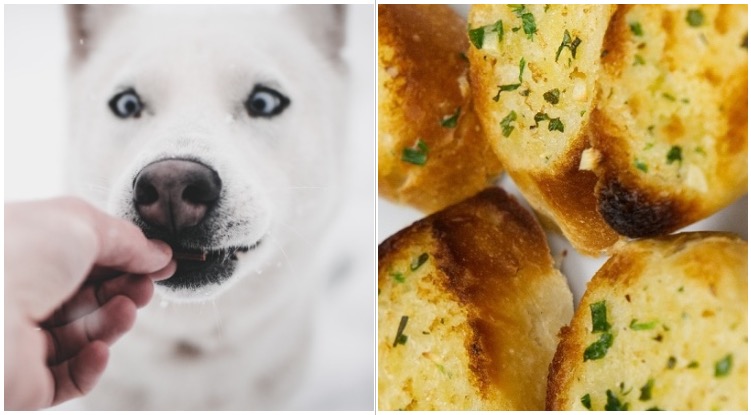 White husky being fed by it’s owner while he contemplates can dogs eat garlic bread