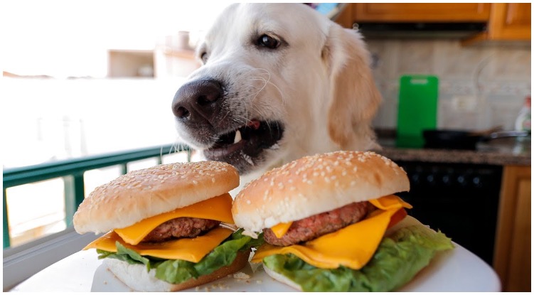 Dog looking at the two hamburgers on a plate in front of him while his owner wonders can dogs eat hamburger