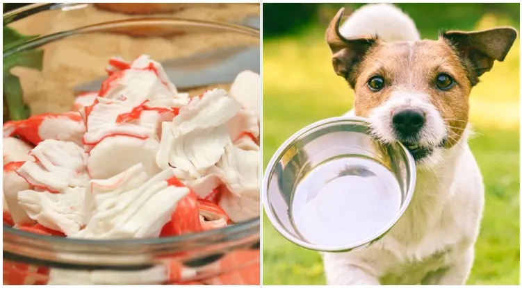 Dog carrying a bowl while his owner is wondering can dogs eat imitation carb