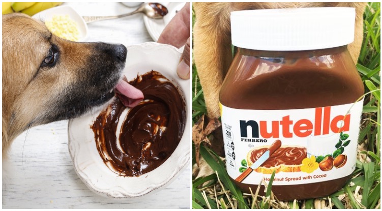 Dog licking plate next to a jar of Nutella while his owner worries can dogs eat Nutella