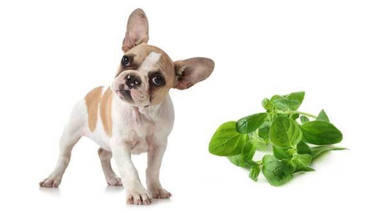 Can Dogs Eat Oregano? Here’s What To Consider