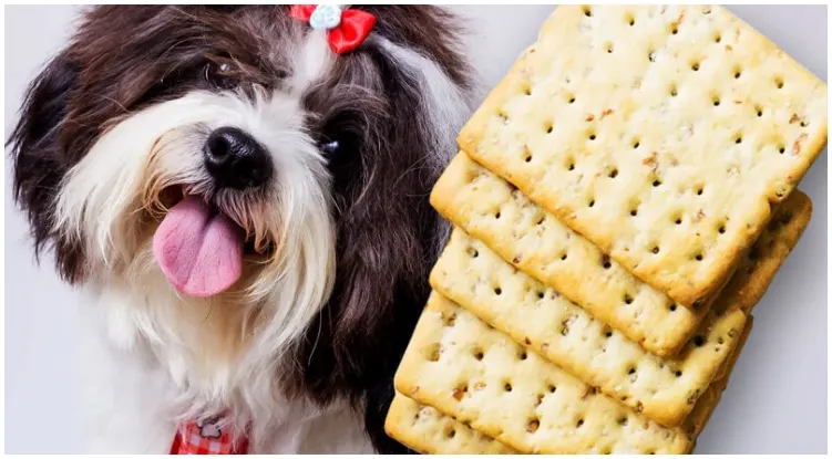 Worried dog owner asks vet “Can dogs eat saltine crackers?”