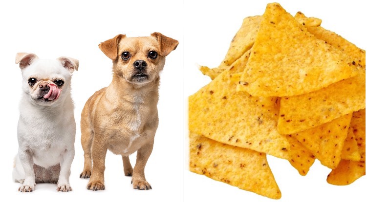 Two small dogs next to tortilla chips while their owner wonders can dogs eat corn tortillas
