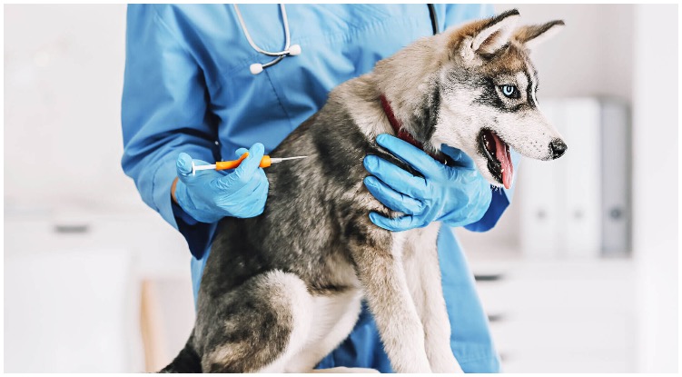Vet putting a microchip in a Husky puppy while his owner wonders can you feel a microchip in a dog