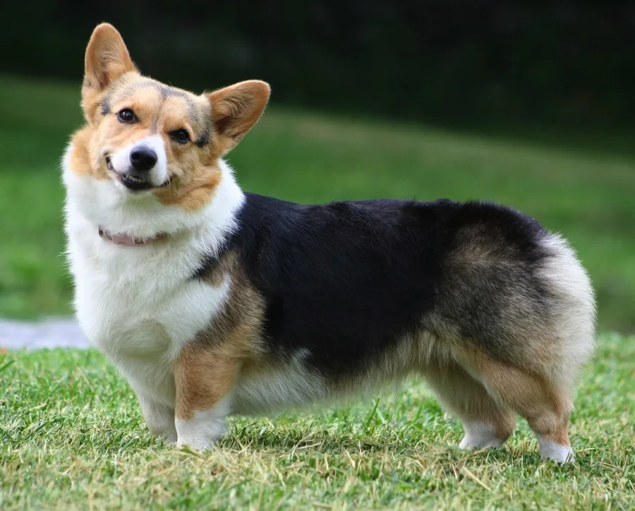 Corgi Beagle Crossbreed