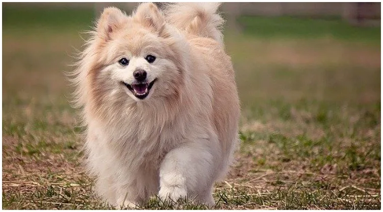 A beautiful cross dog walking in a field of grass