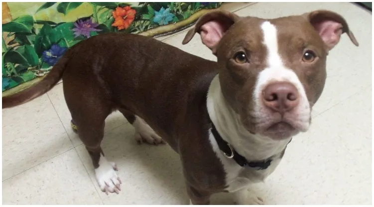 An adorable dog with brown and white fur representing the dachshund Pitbull mix