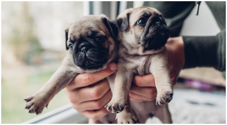 Two cute pug puppies being held by owner while he wonders do dogs remember their siblings