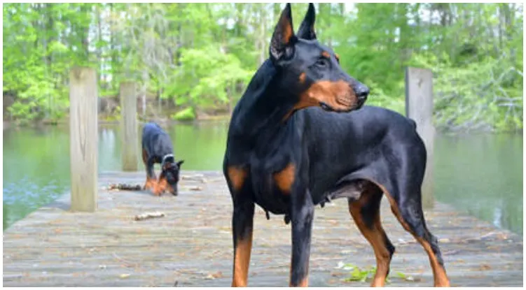 Two dogs on the lake