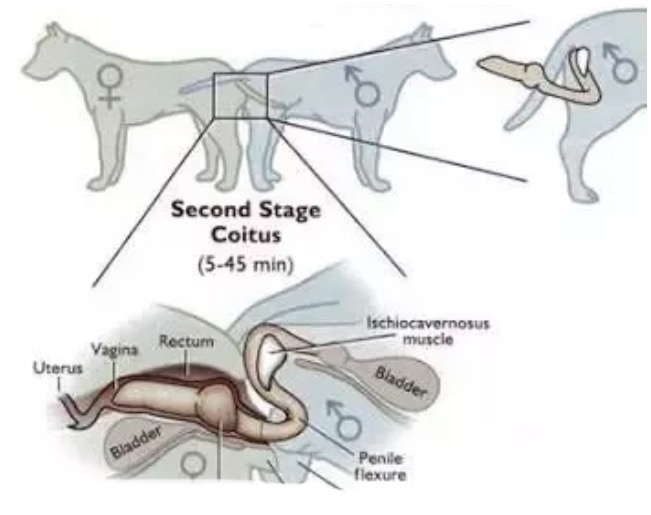 The anatomy of a canine’s reproductive system 