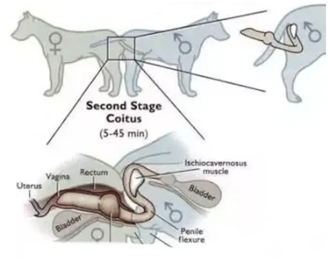 what happens when dogs lock during mating