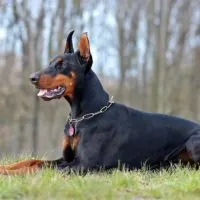 The European Doberman is more elegant and smaller than his American representative