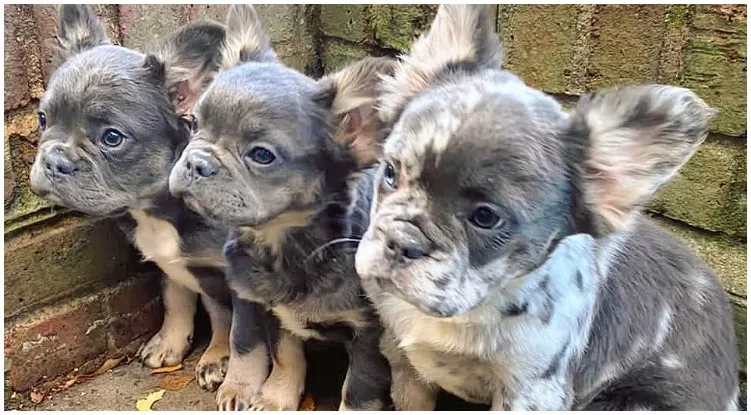 are long haired french bulldogs purebred