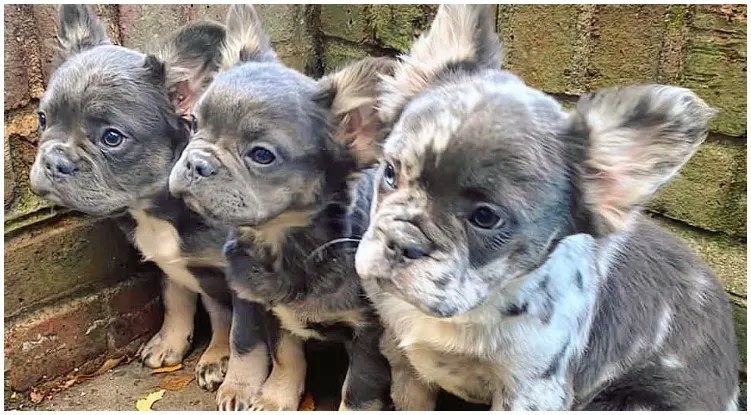 Three adorable dogs standing next to each other