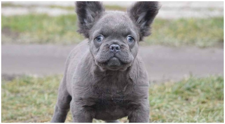 An adorable fluffy French Bulldog standing in the dog park
