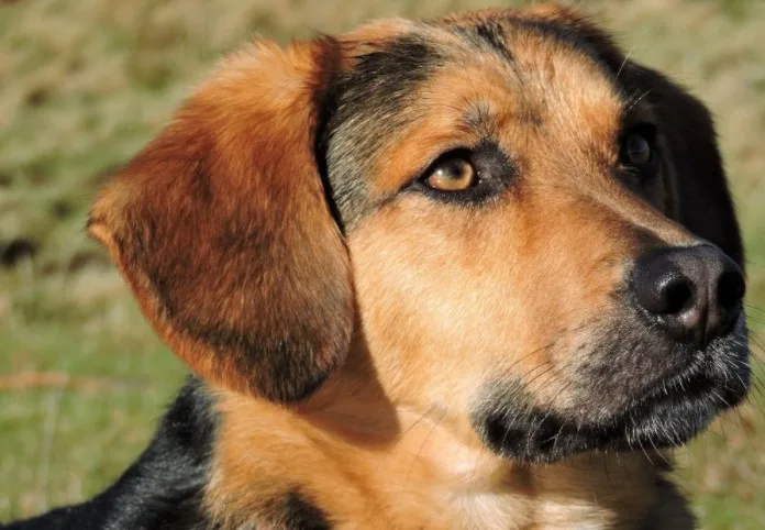 German Shepherd Beagle Mix