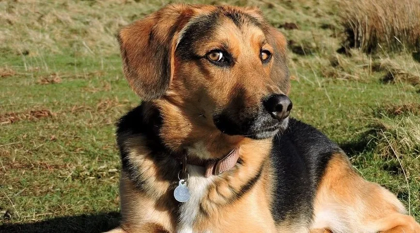 German Shepherd Beagle Mix