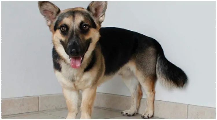 The most adorable German Shepherd Corgi mix dog smiling at the camera