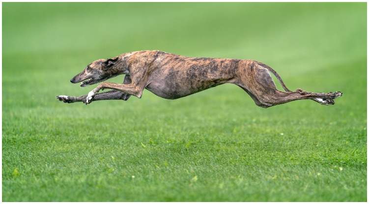 Dog owner watching a greyhound dog race wonders how fast do dogs run