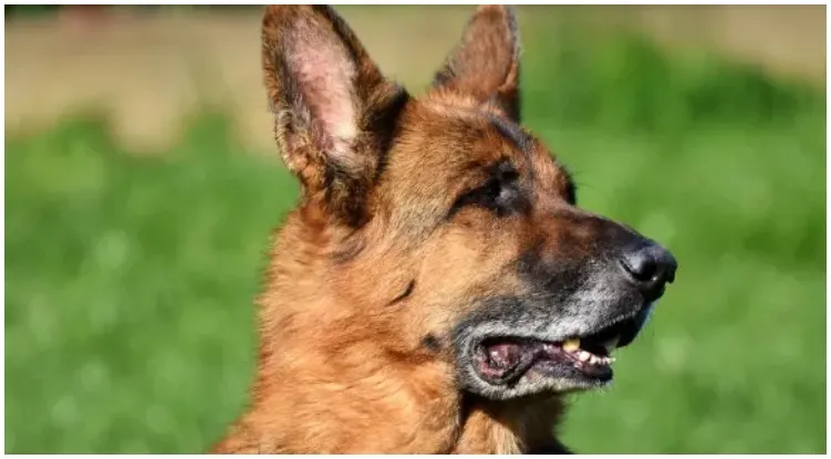 Dog owner wonders how far can a dog hear