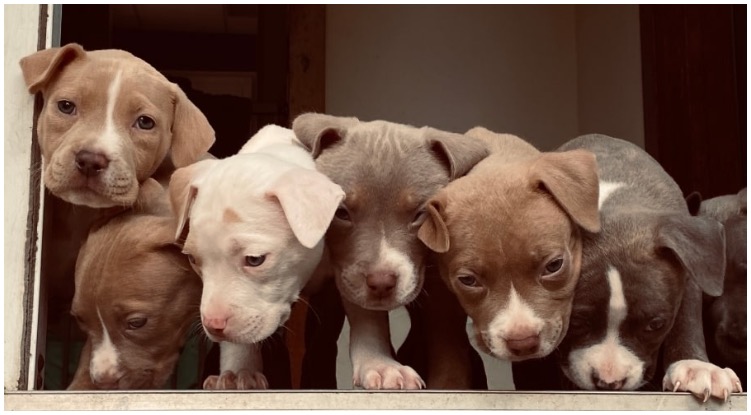 Adorable puppies sitting on the window while their owner wonders how many puppies can a Pitbull have
