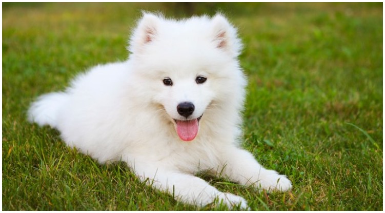 How Much Are Samoyed Puppies?