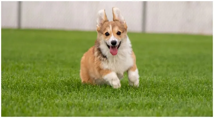 Adorable corgi puppy running through grass field making us wonder how much are corgi puppies
