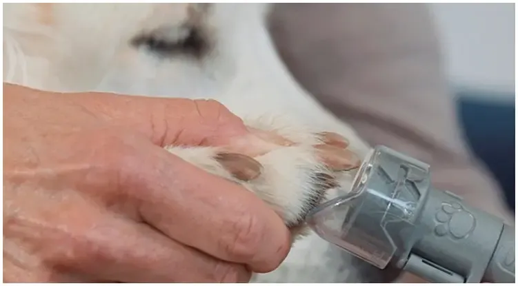 Curious dog owner trying to figure out how to dremel dog nails