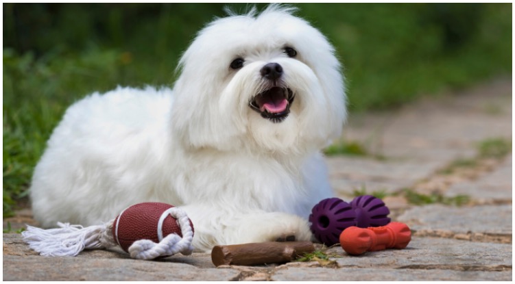 An adorable maltase dog with his toys while his pawrent wonders how to clean dog toys