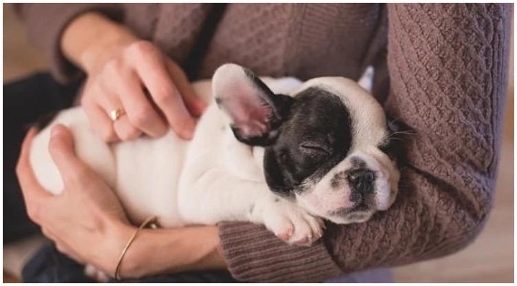 Dog owner holding her French Bulldog puppy in her arms wondering is it normal for puppies to breathe fast