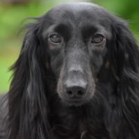 A long haired Dachshund with a beautiful black shiny coat