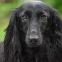 A long haired Dachshund with a beautiful black shiny coat