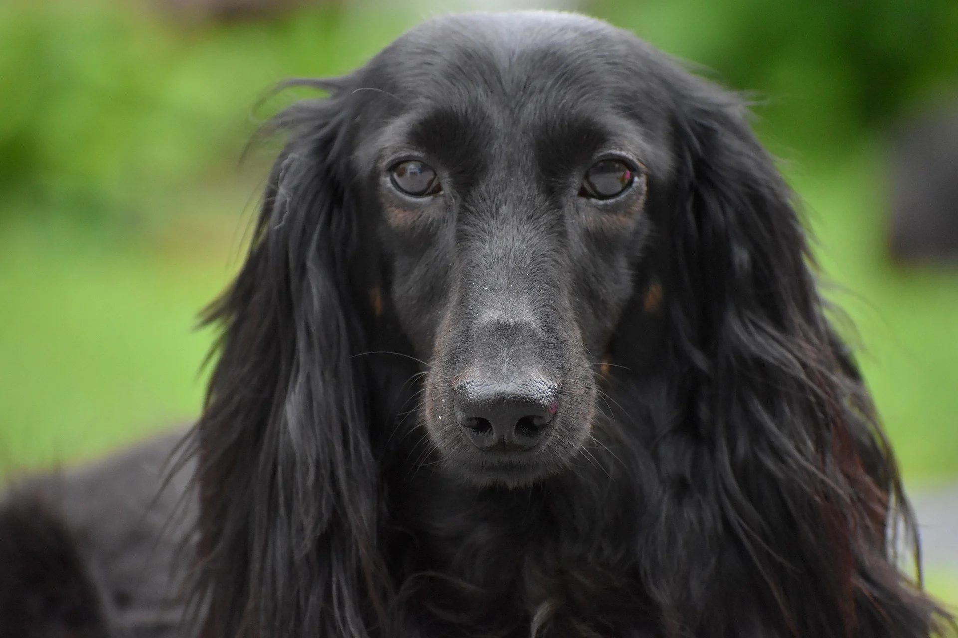 Long Haired Dachshund: What Sets Them Apart